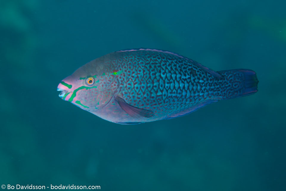 BD-121128-Aqaba-7600-Scarus-ghobban.-Forsskål.-1775-[Blue-barred-parrotfish].jpg